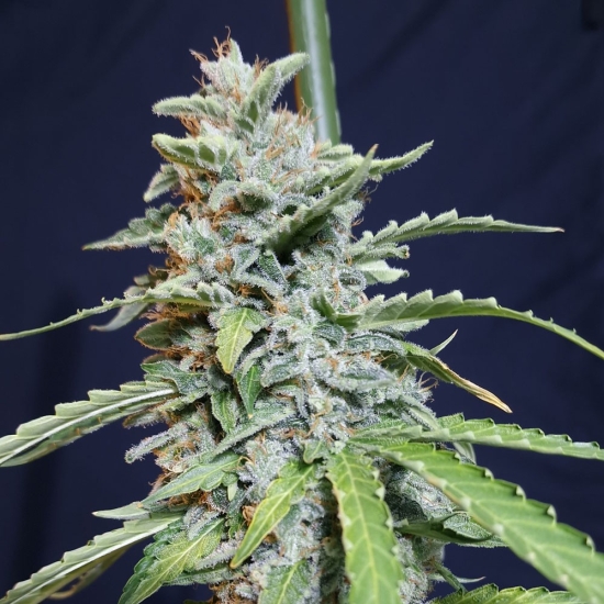 Auto Super Watermelon